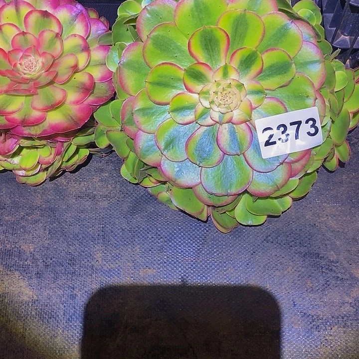 2373多肉植物荔枝两颗