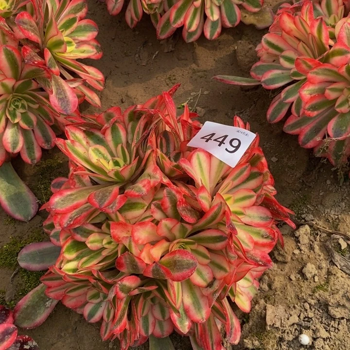 449美杜莎绣球新桩东