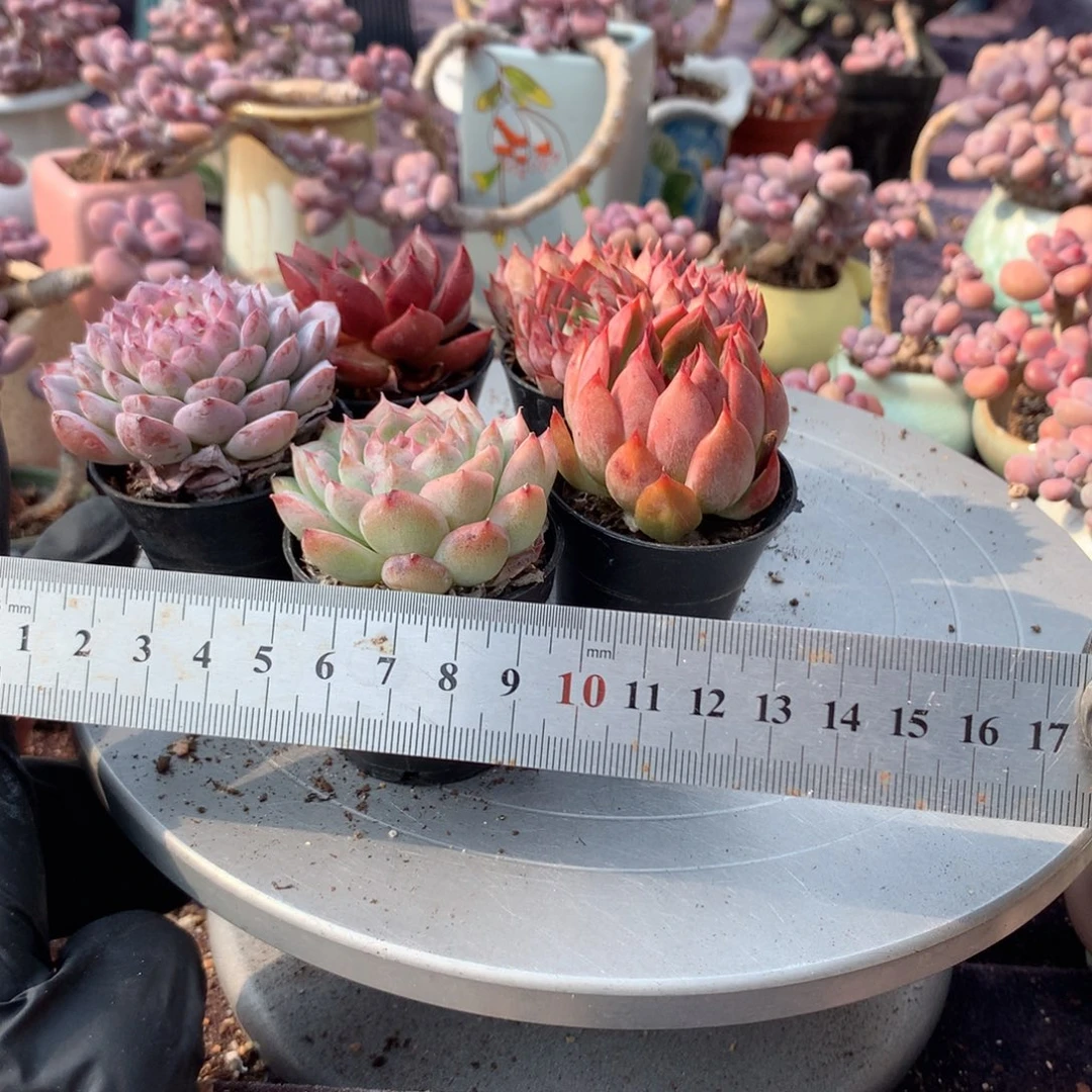 5颗不带盆偏远地区不包邮的