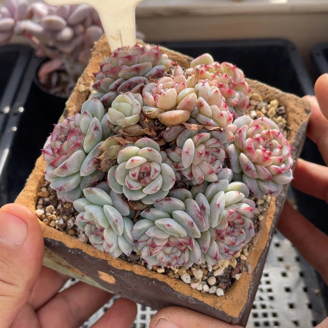 0291天鹅绒不带盆10厘米
