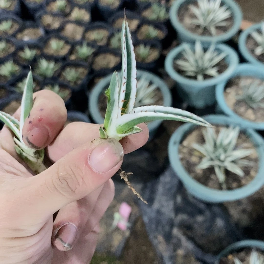 冰山侧芽一颗1111