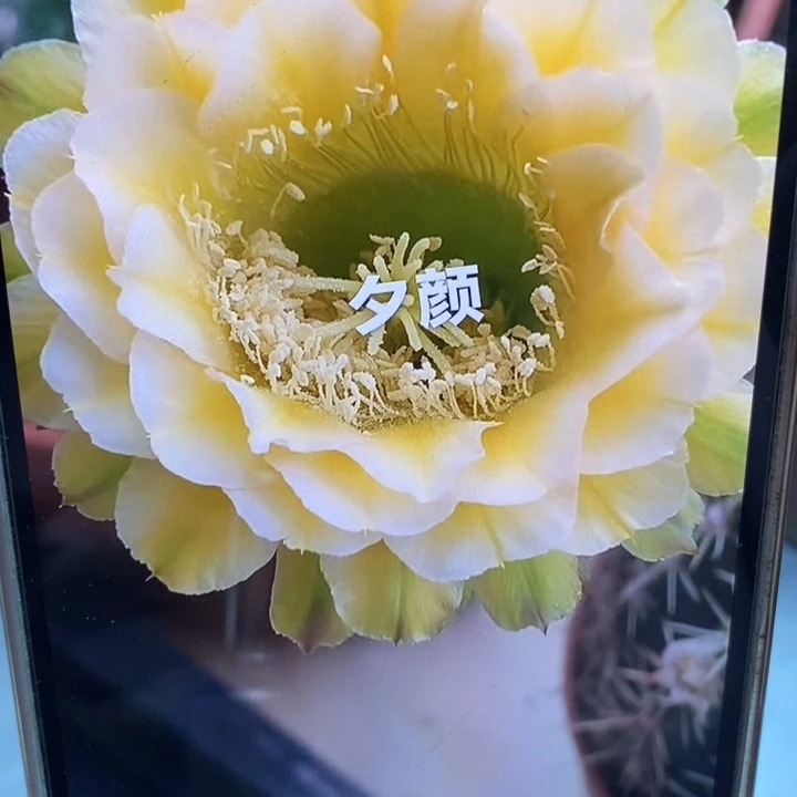 彩草绿黄白一盆两棵