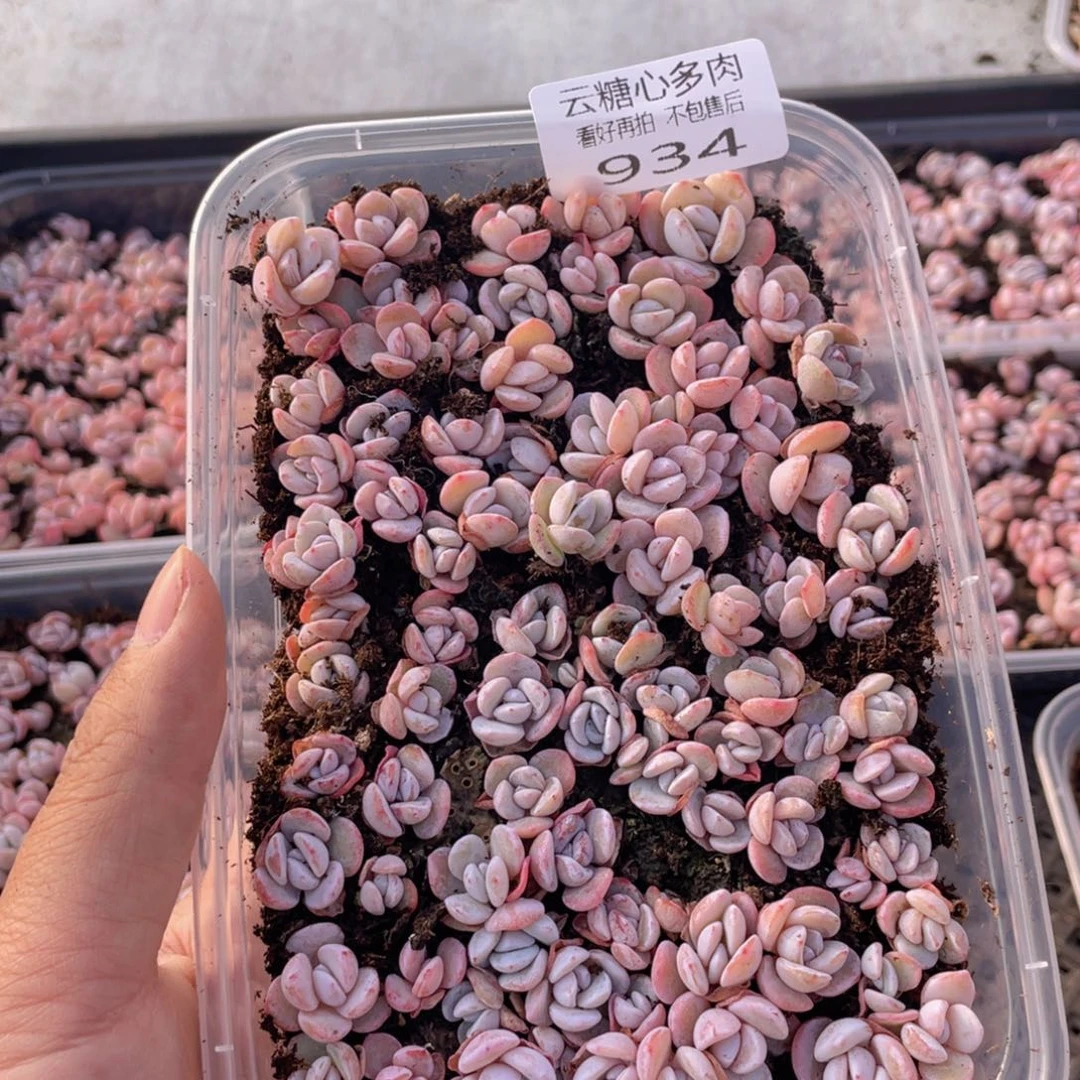 云糖心多肉植物934