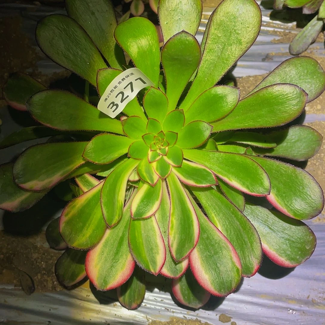 菲*3271花蝴蝶多肉植物