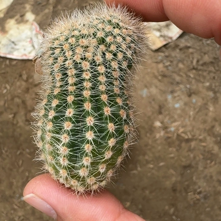202彩草胭脂缀化歪无根侧牙，20包邮
