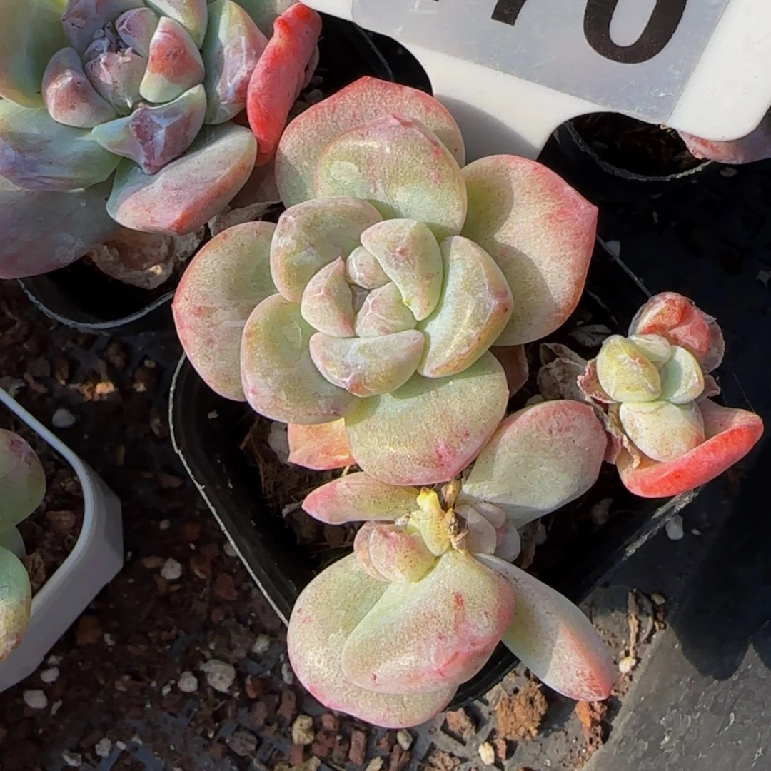 170 号一物一拍特价福利