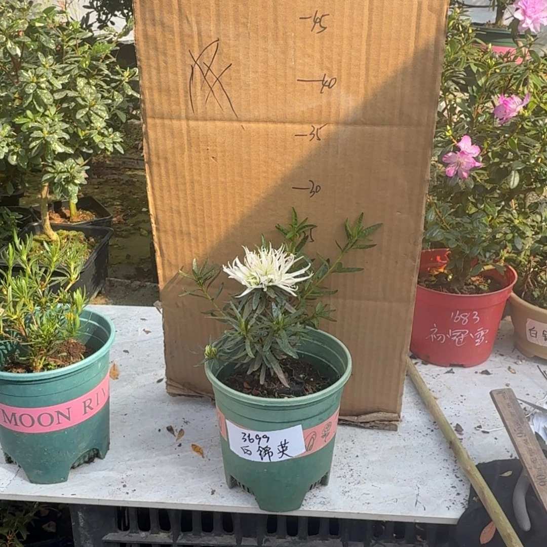 健***寧完全开放白锦英杜鹃花