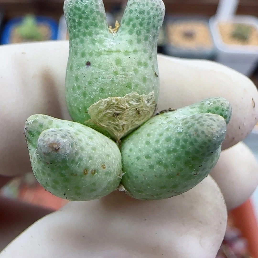 297鹿角斑马711-59