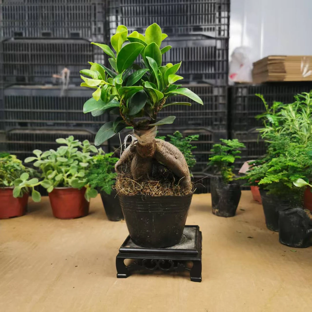 人参榕树盆景老桩盆栽新中式茶桌办公桌面室内外客厅绿植小叶榕