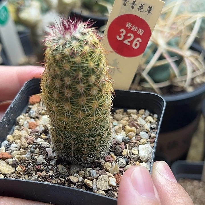 实生青花虾一棵仙人球