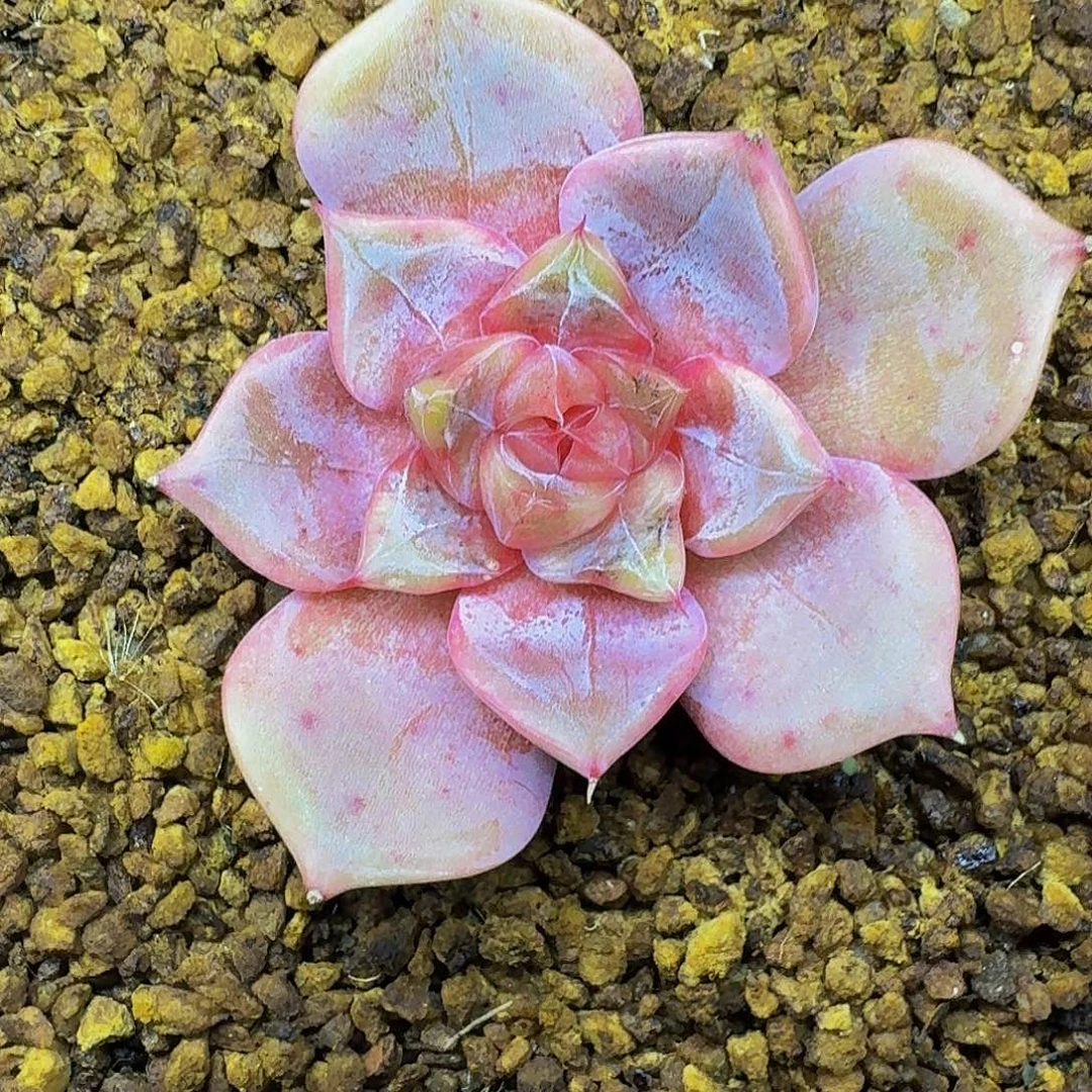 紫糖心 新品  一物一拍
