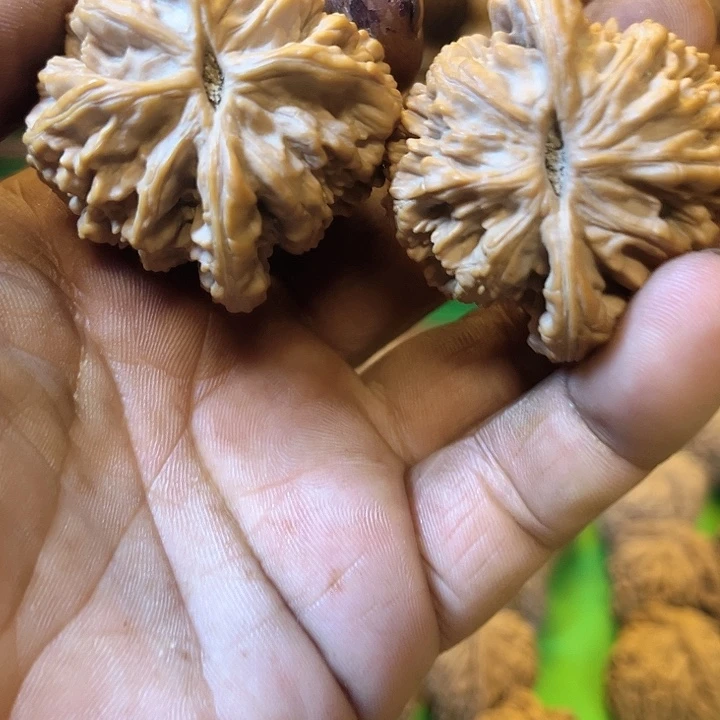 完全开放玄*虎头核桃