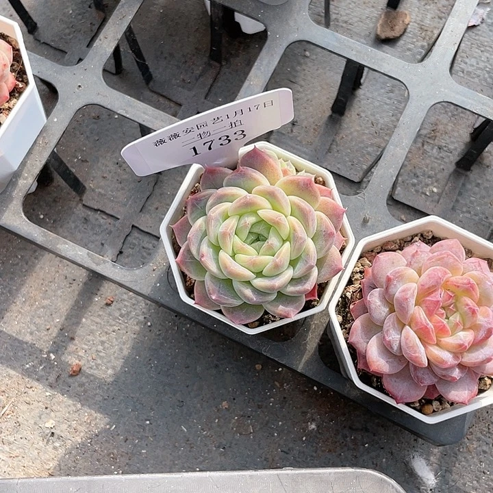 薇薇安园艺多肉1733