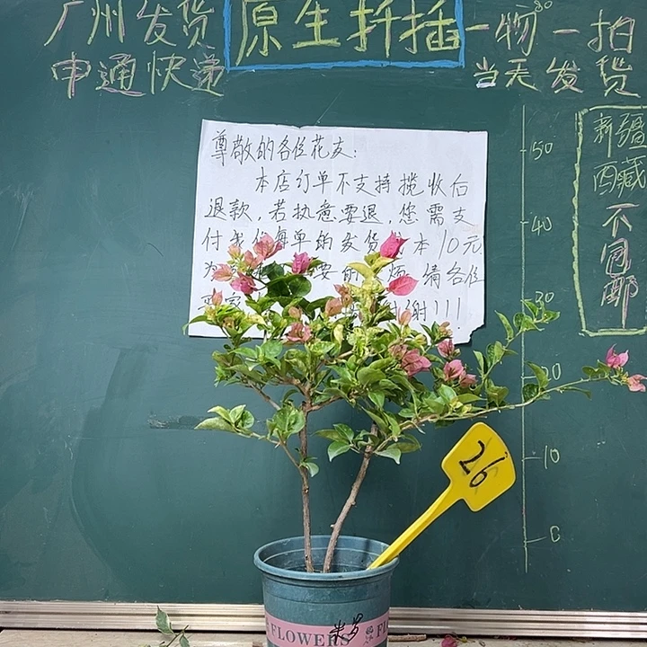 完全开放  双杆 斑叶米罗  26