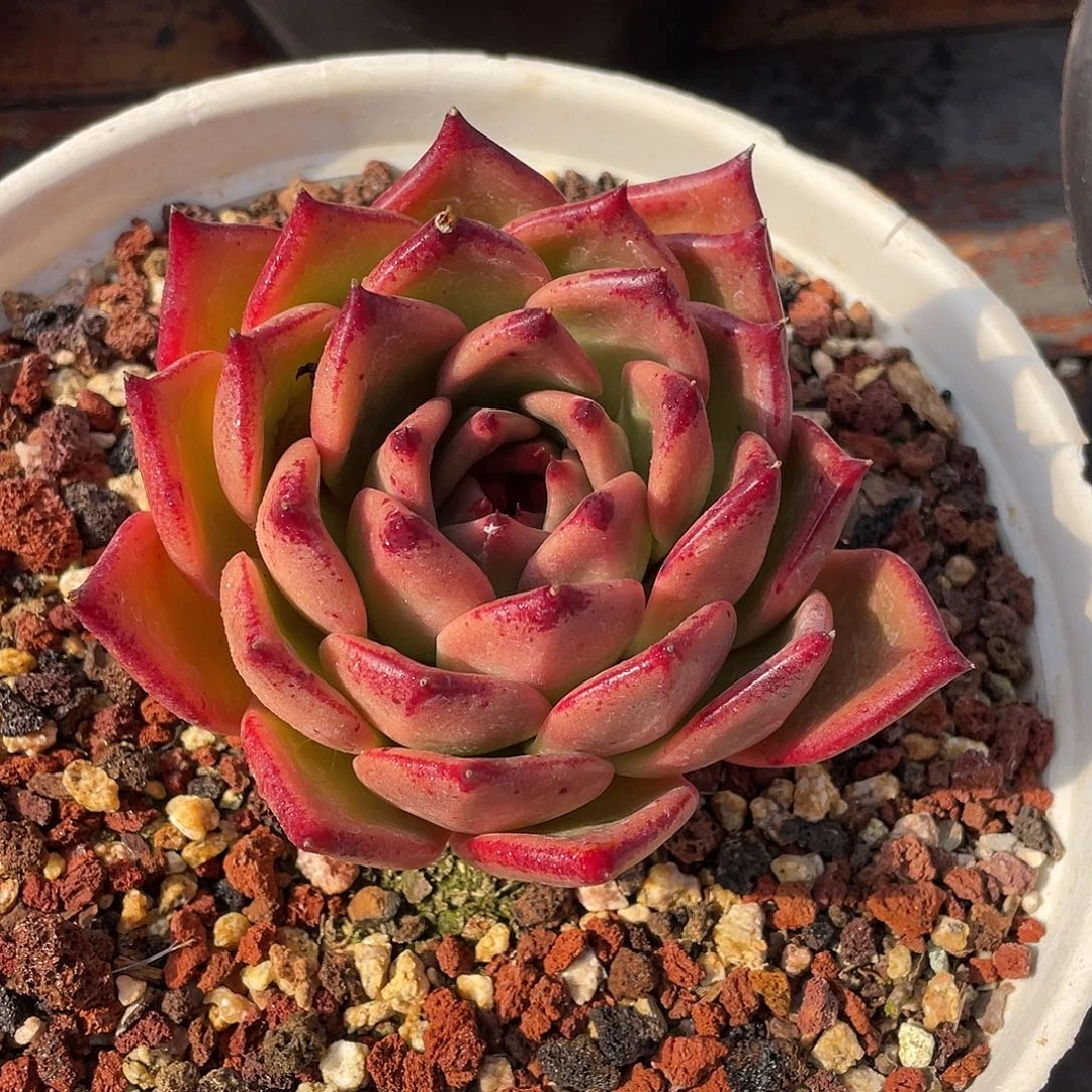 多肉植物一物一拍