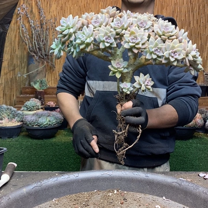 兰***心232号淡雪多肉植物