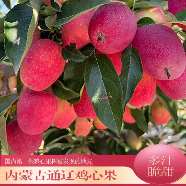 【产地直发】正宗通辽鸡心果现采现摘脆甜多汁，皮薄核小，福利包邮