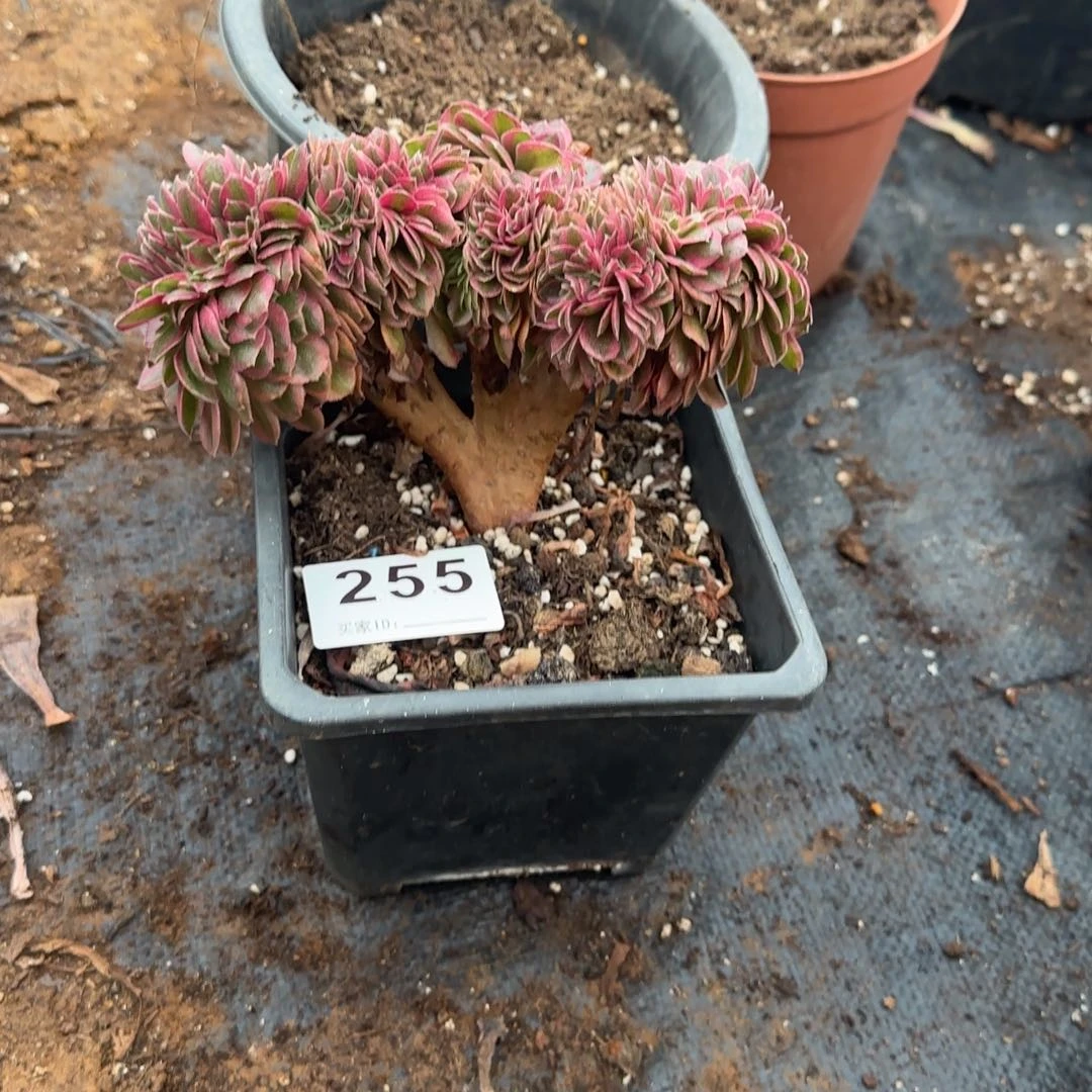 精品多肉植物0255