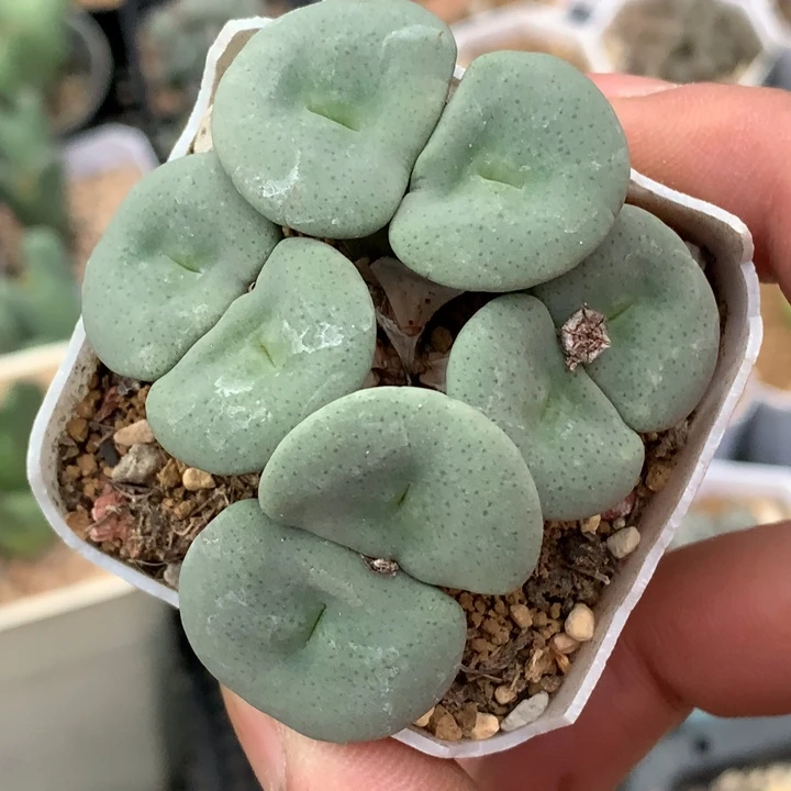 精品多肉植物精品多肉小酒杯