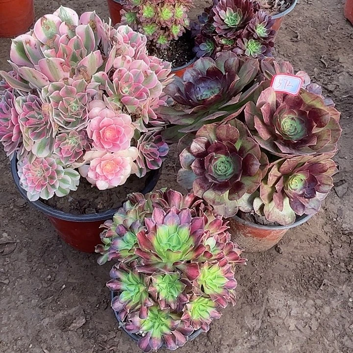 572多肉植物组合，