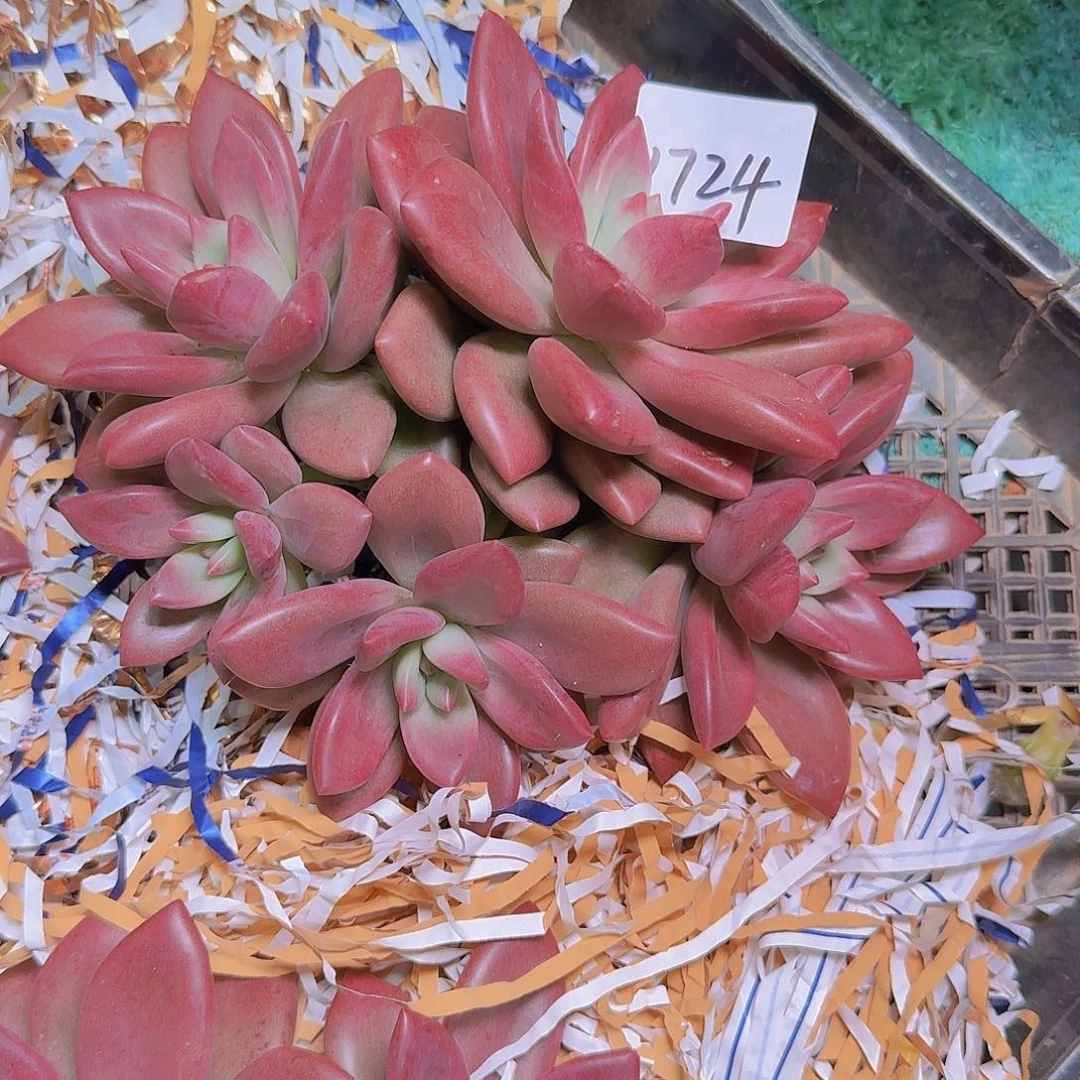 ****٭1724赫菲斯托多肉植物