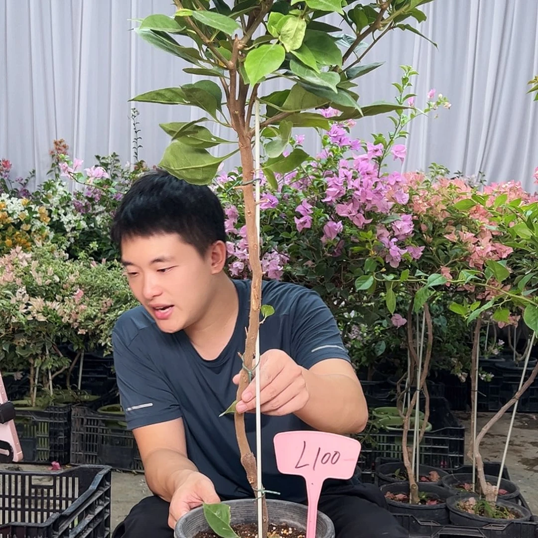 闫***五当前无花栽培后可以开花L100变色龙