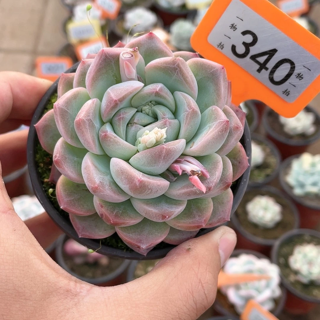 【闪购商品】340号