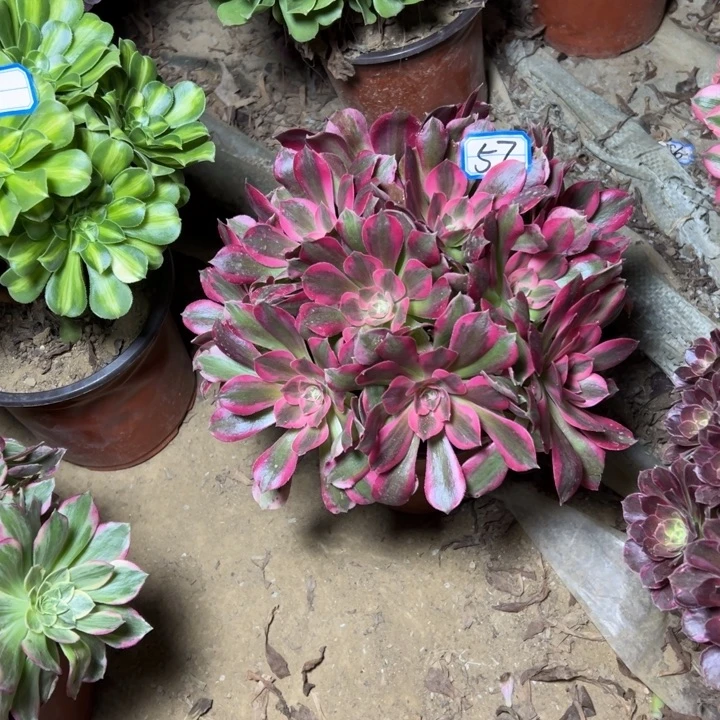 多肉植物粉妖月法师