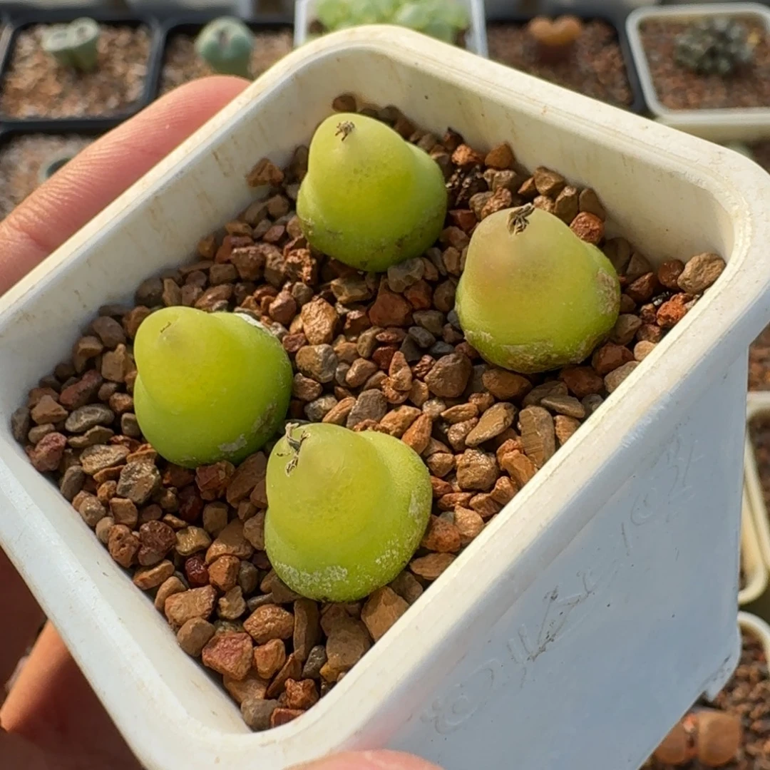 云***梦云缦精品番杏19.18