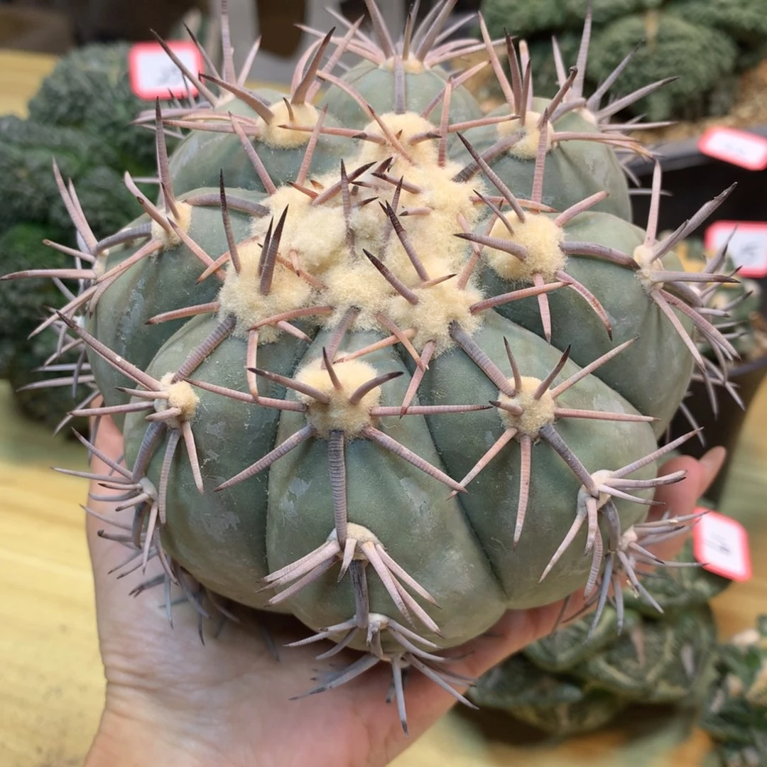 26号 苗接 花王 14公分 无根