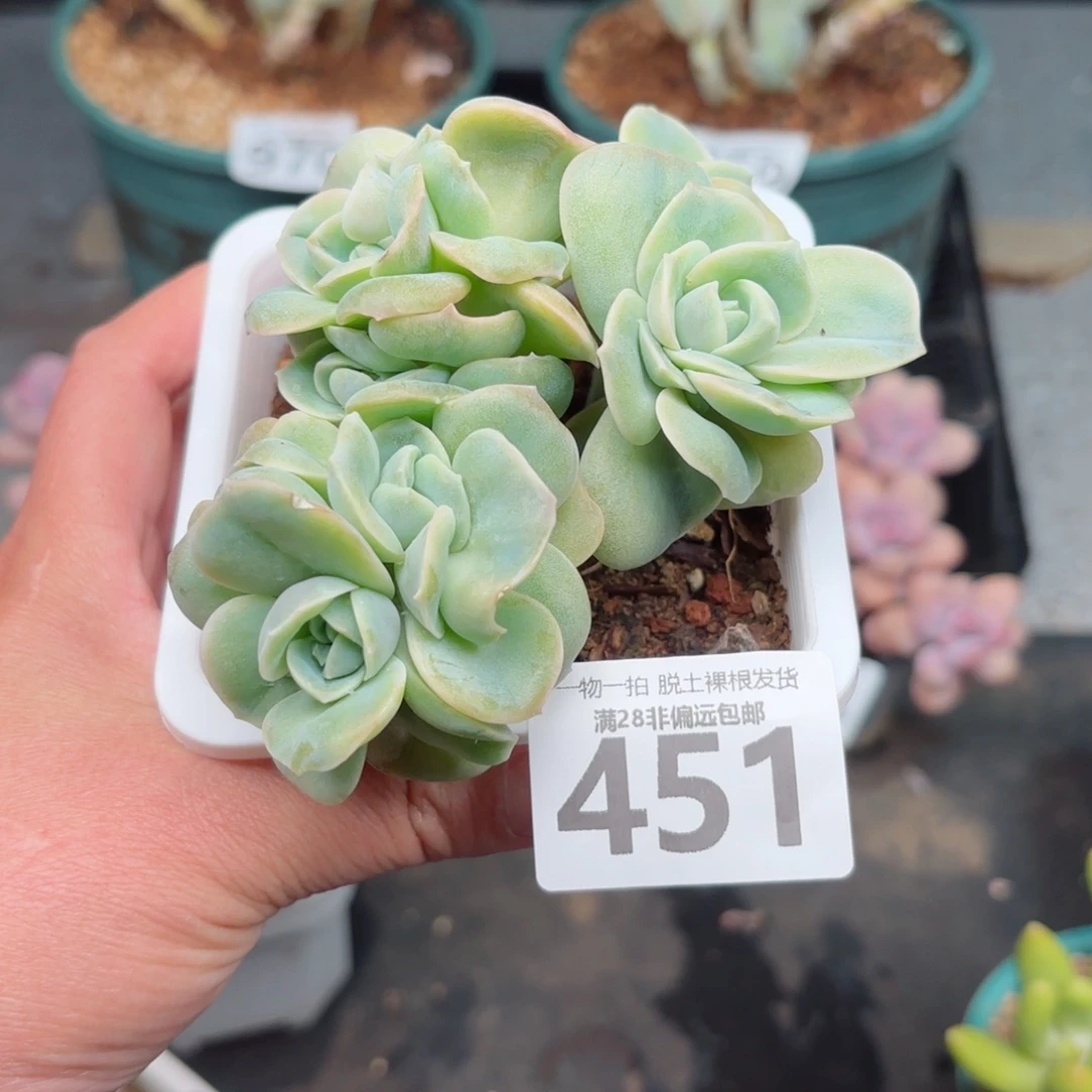 可爱玫瑰缀无盆土发货