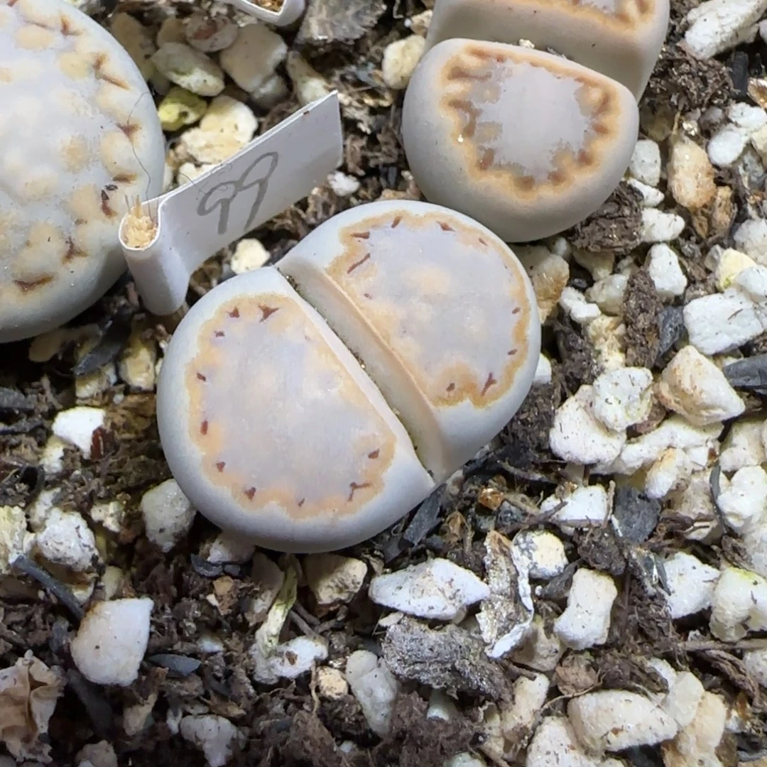 11.25。    216饼干。     2037