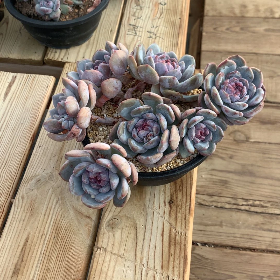 糖***糖糖糖突尼斯发货多肉