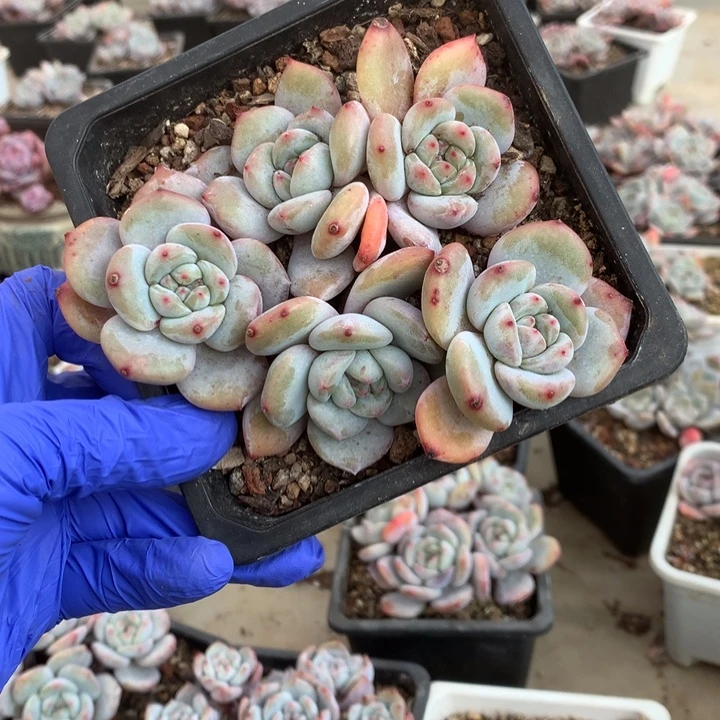 无花朵哈哈哈哈哈哈哈哈哈15