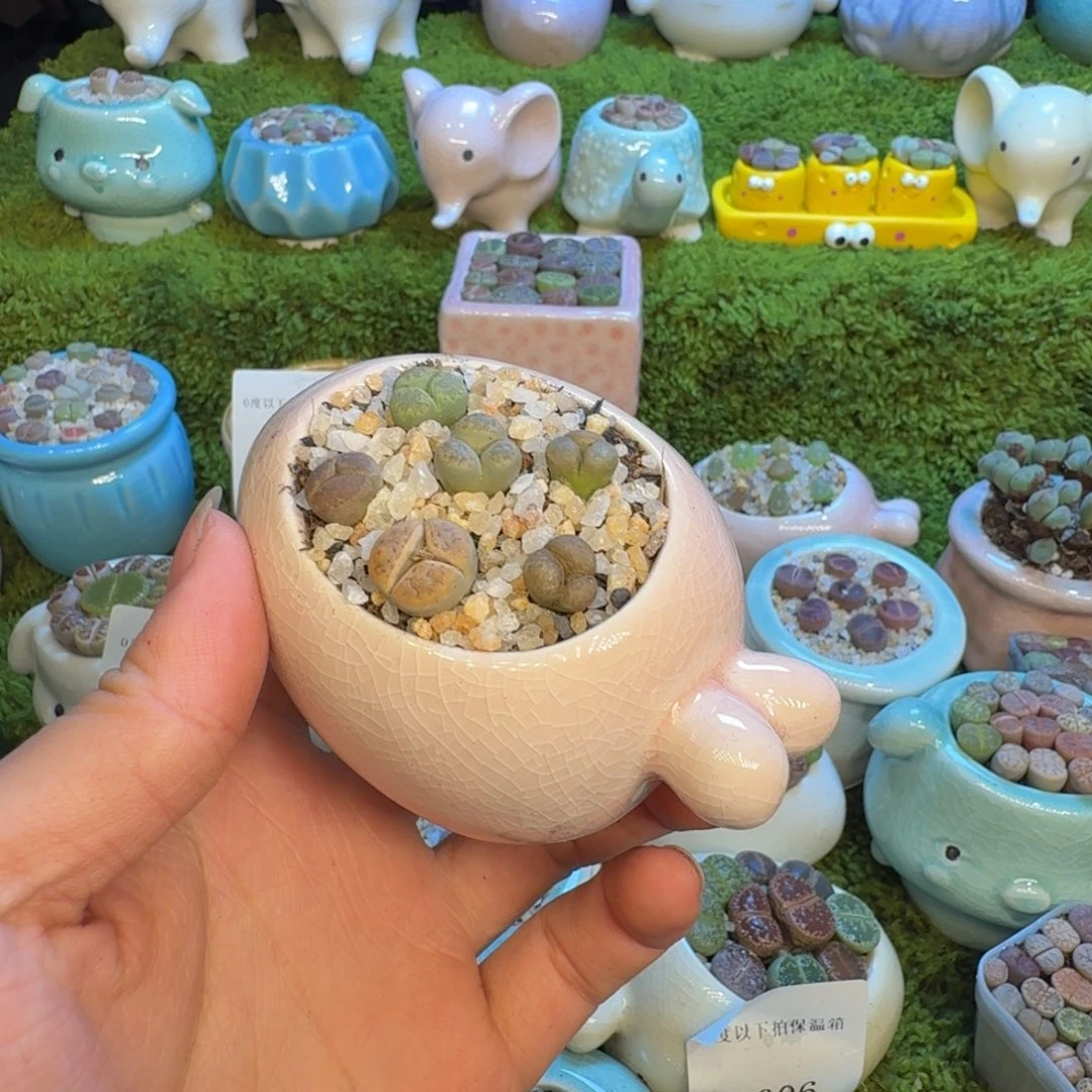 多肉福利冲冲冲1062