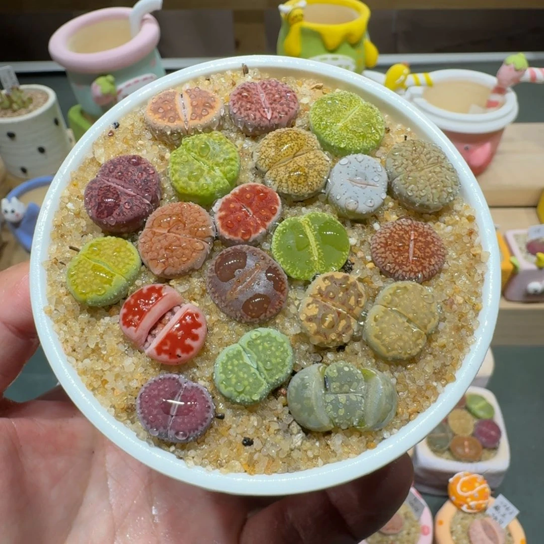 红陶蘑菇353彩拼