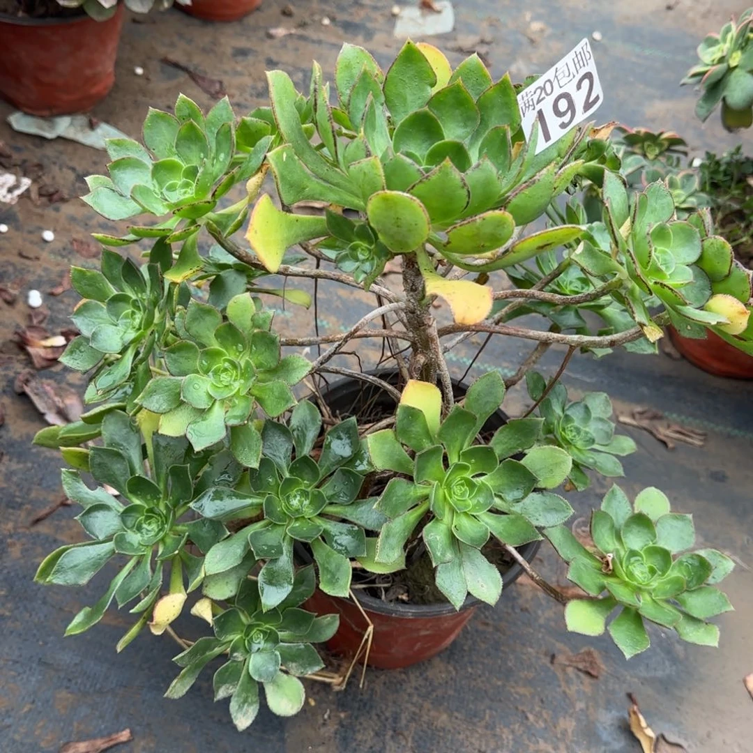 青衣192满20包邮断枝不包飘枝