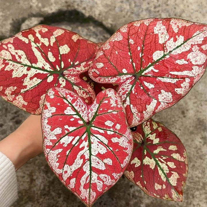 53-0103猩红玛丽广东现货