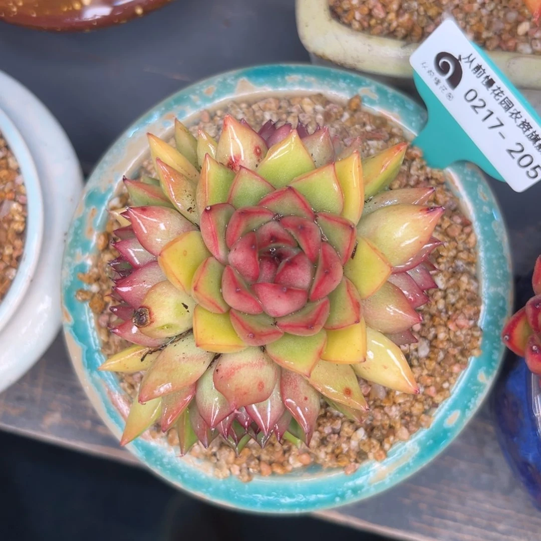 多肉一物一拍0217-205