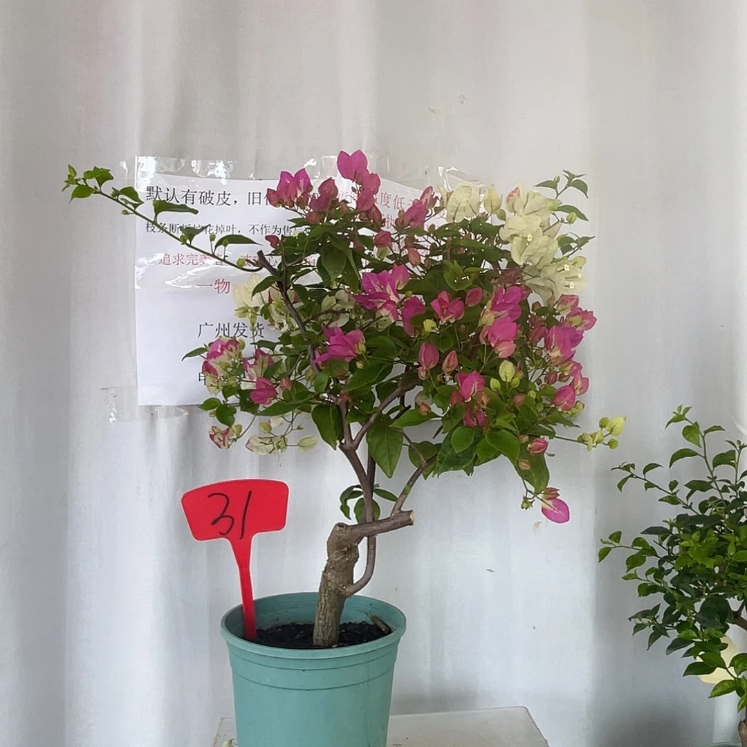 当前无花栽培后可以开花31椰子冰桩