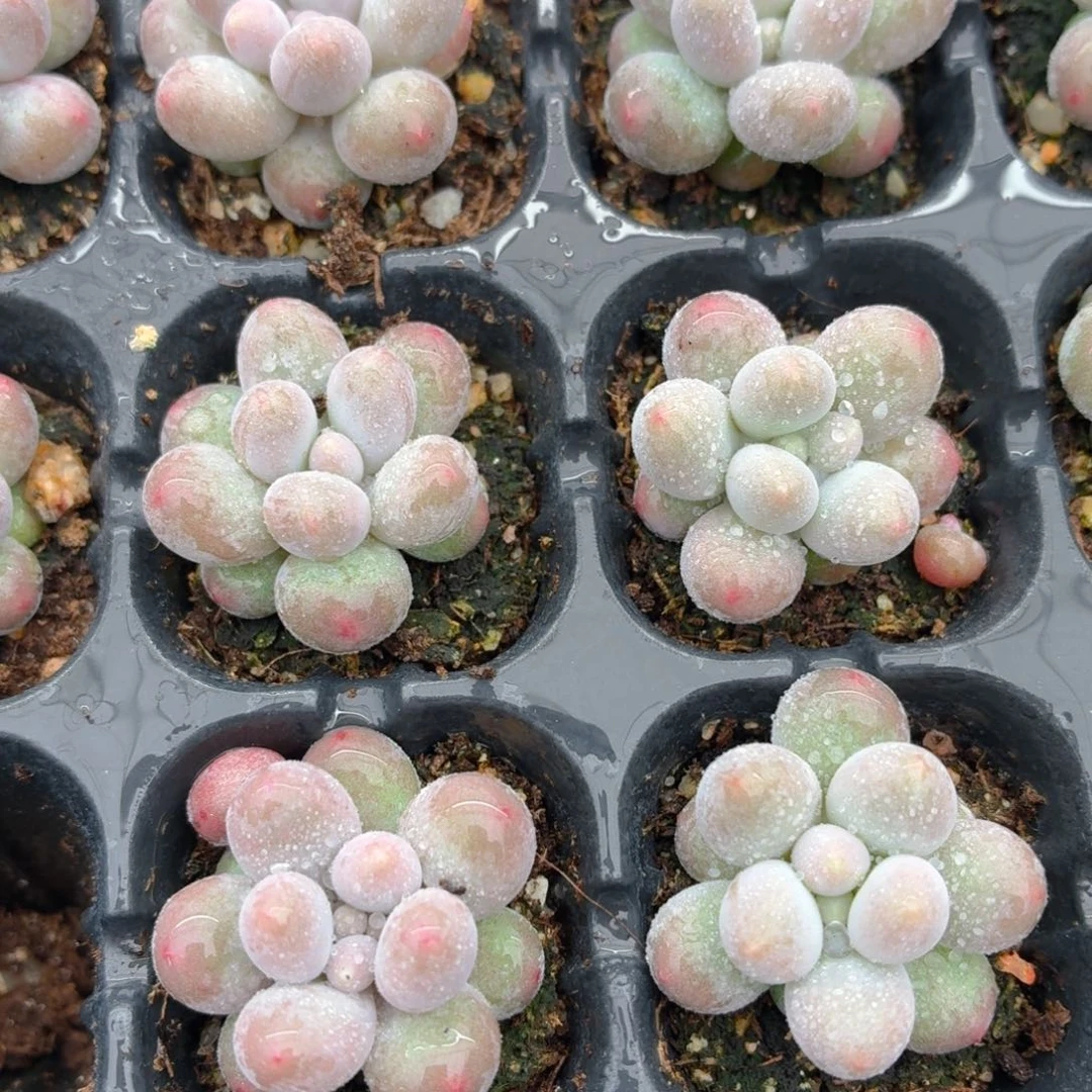 汤圆多肉9.9包邮发货