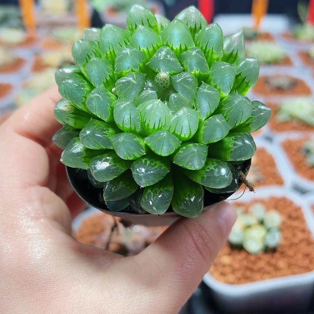 十二卷多肉冰川玉露