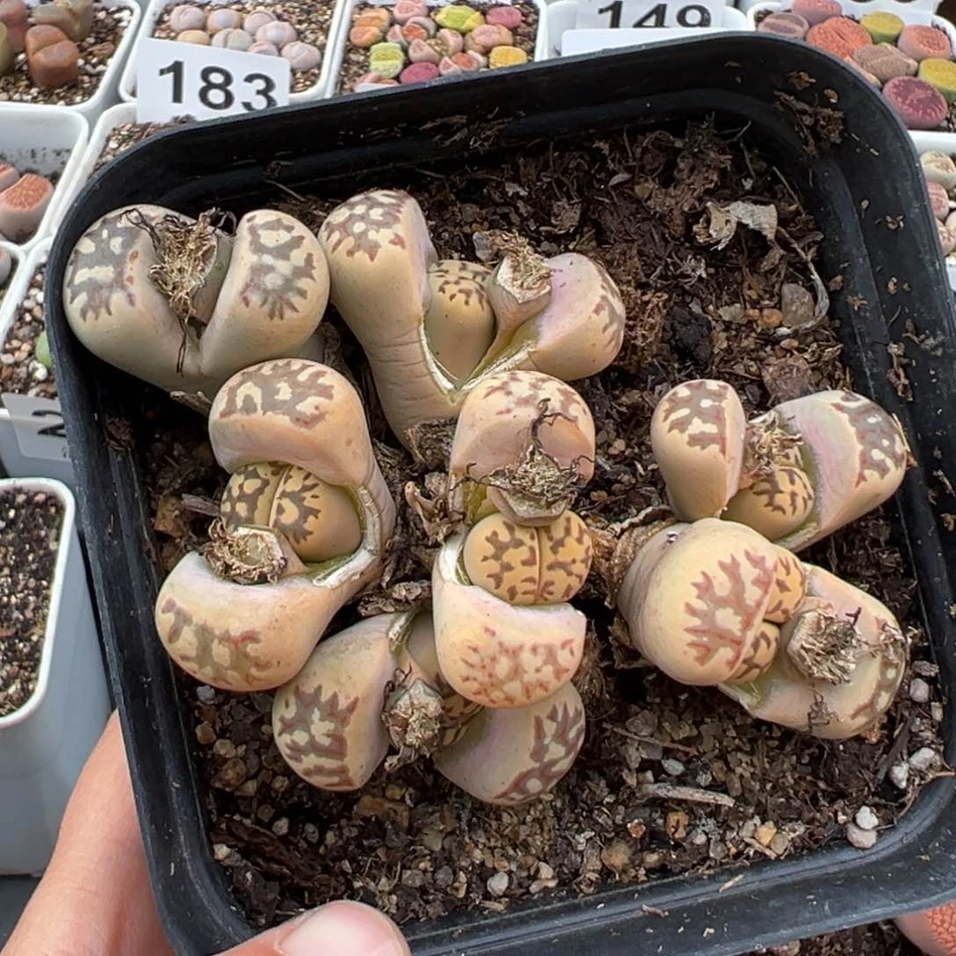 1.16好看的多肉268