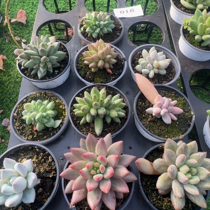 016多肉植物一物一拍