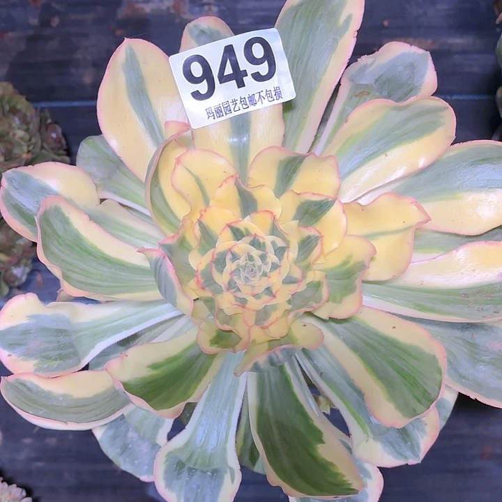 【闪购商品】949燕资花2-7