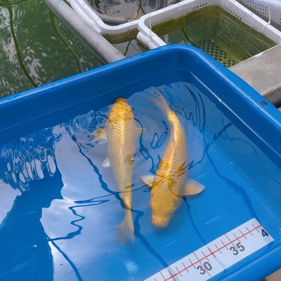 锦鲤黄金锦鲤。尺寸直播间为准