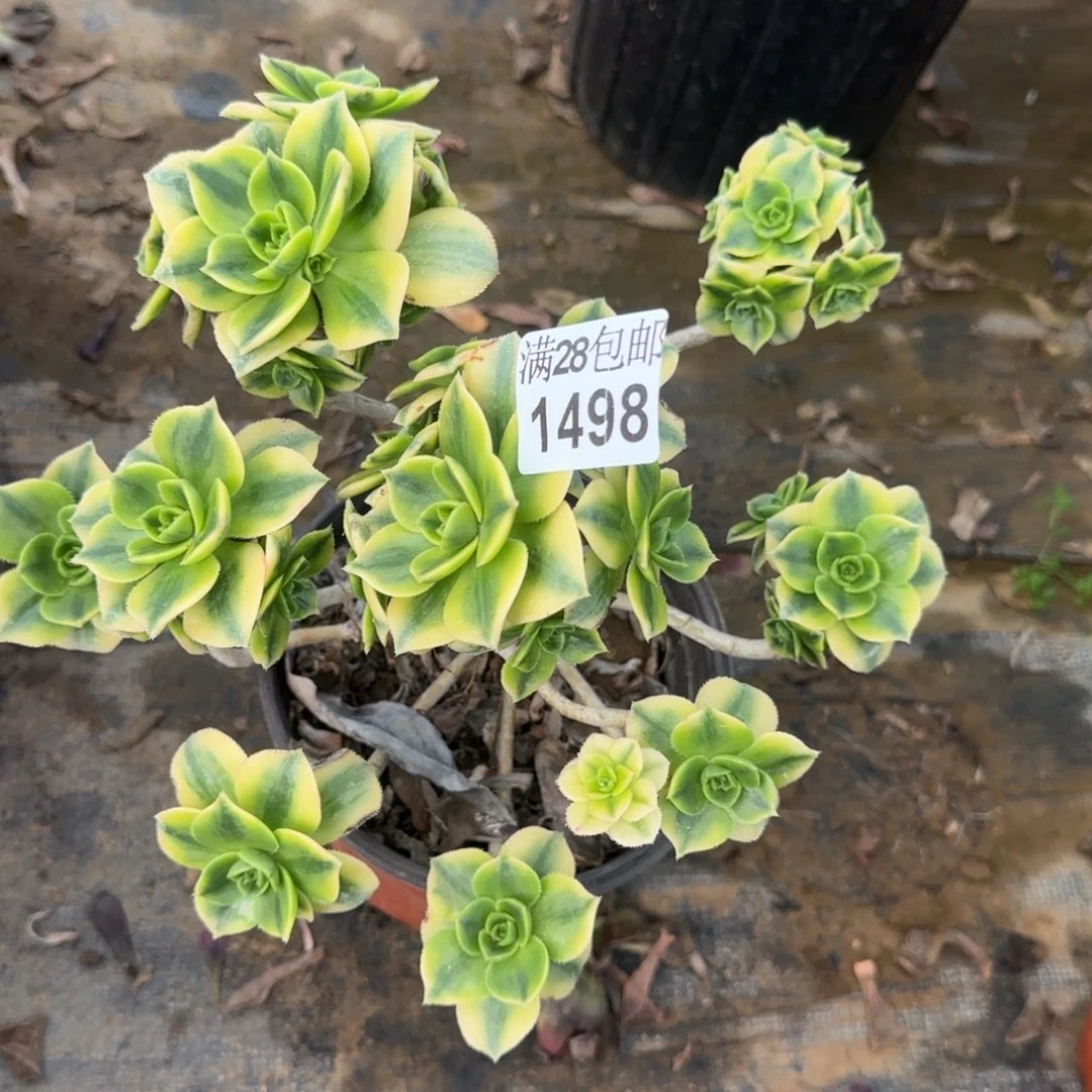 星爆多肉1498满28包邮断枝不包