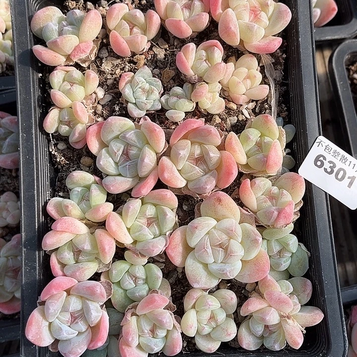 阿雅园艺。       6301一盒