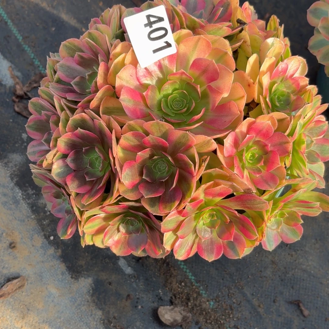 401雨河多肉植物福利