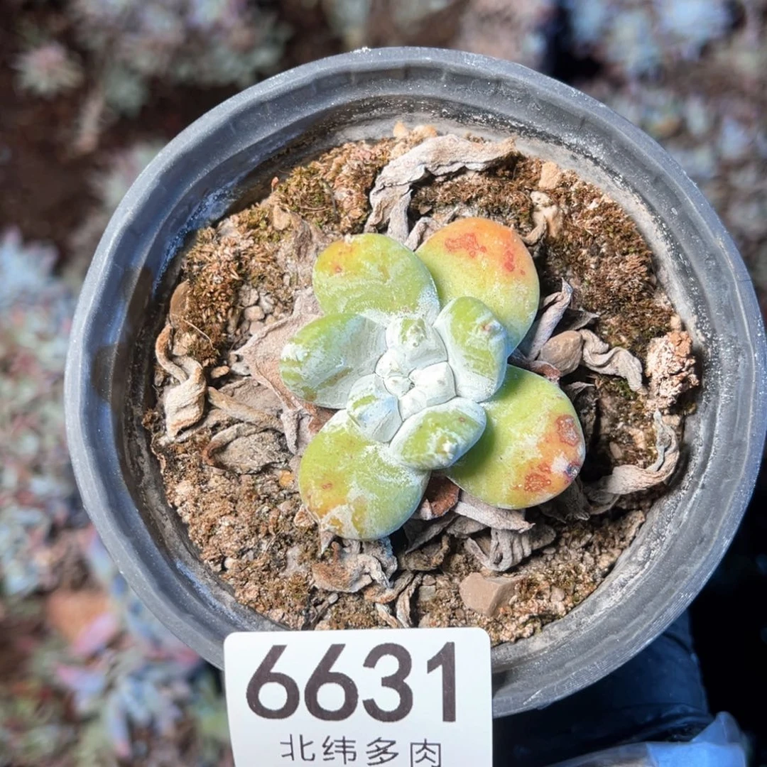 6631哈哈哈哈哈哈